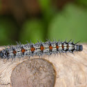 Mourning Cloak (spiny elm) Caterpillar