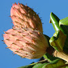 Magnolia grandiflora