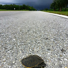Florida softshell turtle