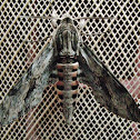 Convolvulus Hawk Moth