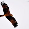 Black Kite