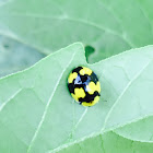 Fungus eating ladybird