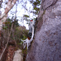 reticulated plant hopper