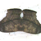 Saturn Moth