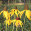 Prairie Coneflower