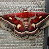 Columbia Moth