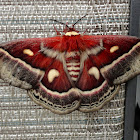 Columbia Moth