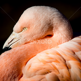 Chilean Flamingo III by Abeselom Zerit - Animals Birds