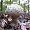 common puffball, warted puffball, gem-studded puffball or devil's snuff-box