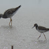 Greater Yellowlegs