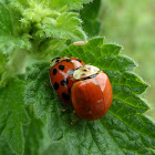 Harlequin Ladybird