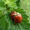 Harlequin Ladybird