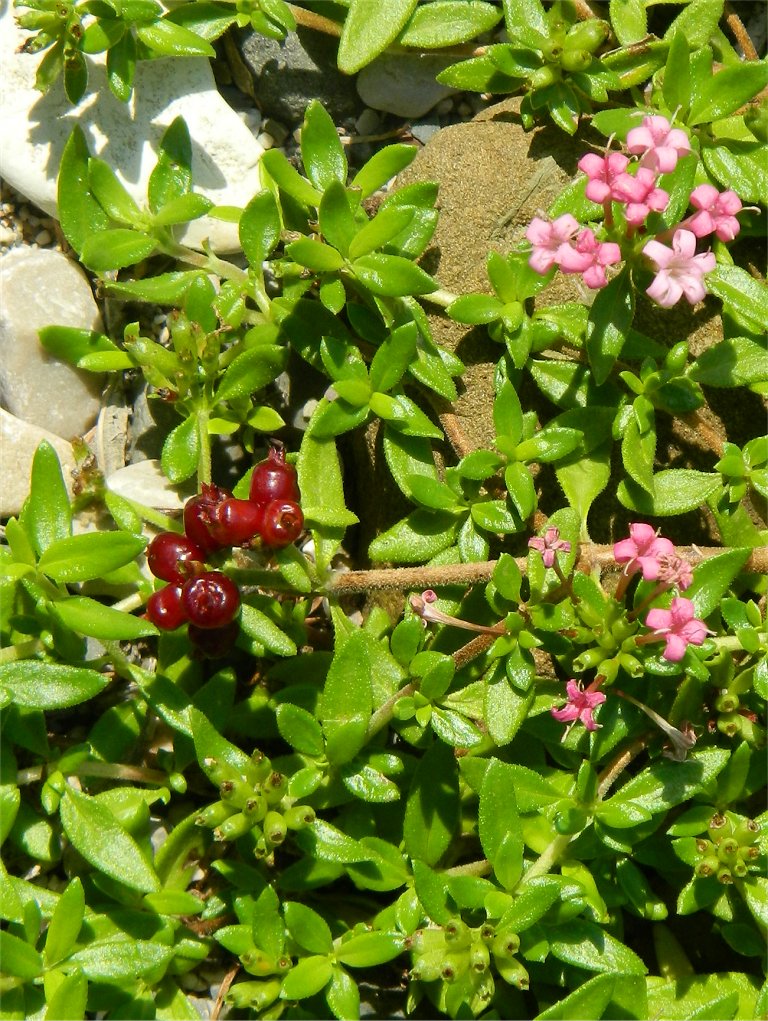 Stinking Madder red berries (κατουρλόχορτο)
