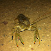 Northern Crayfish