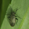 Unknown Plant Bug