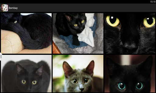 免費下載個人化APP|Cats  HD Wallpapers Galaxy S3 app開箱文|APP開箱王
