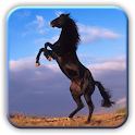 Amazing Horses Pictures logo