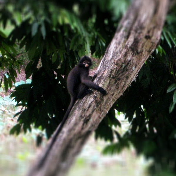 spectacled Langur/ Leaf Monkey | Project Noah