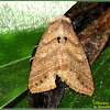 Pantydia Noctuid Moth