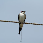 Wire tailed swallow