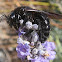 California Carpenter Bee resting