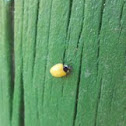 Yellow LadyBug