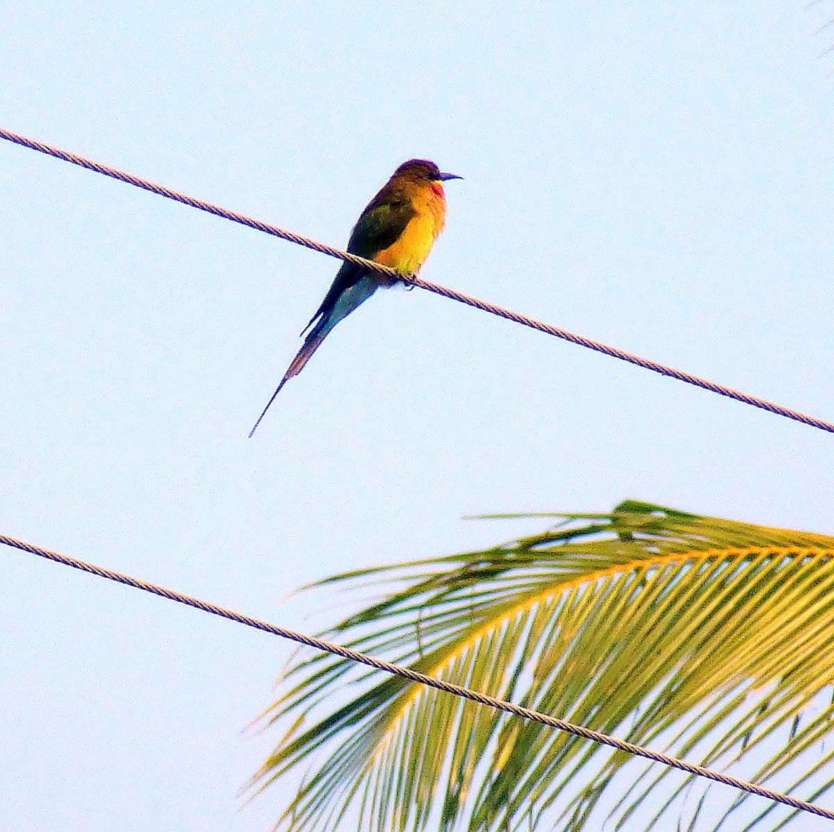 BLue Tailed Bee- Eater