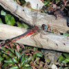 Blue-faced Meadowhawk dragonfly (male)