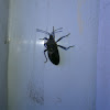 Squash Bug 