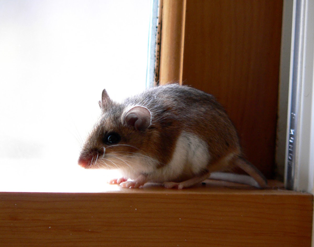 White footed mouse