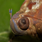 Fruit-piercing Moth