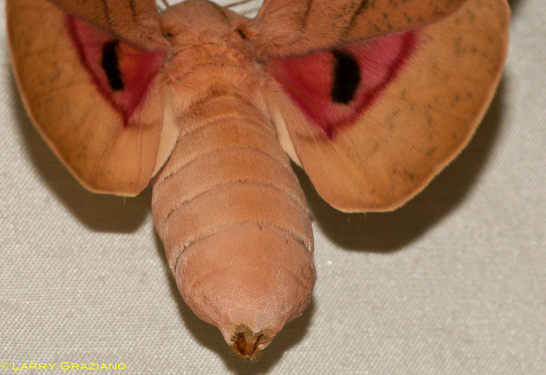 Syssphinx Moth