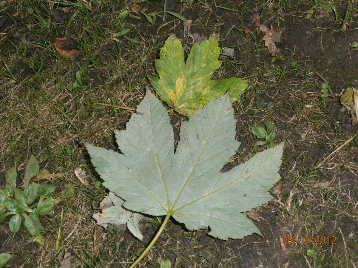 Sycamore leaf?