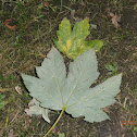 Sycamore leaf?