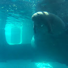 Manatee