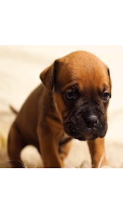 Download Doting Dog APK for PC