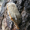 Southern flanel moth caterpillar
