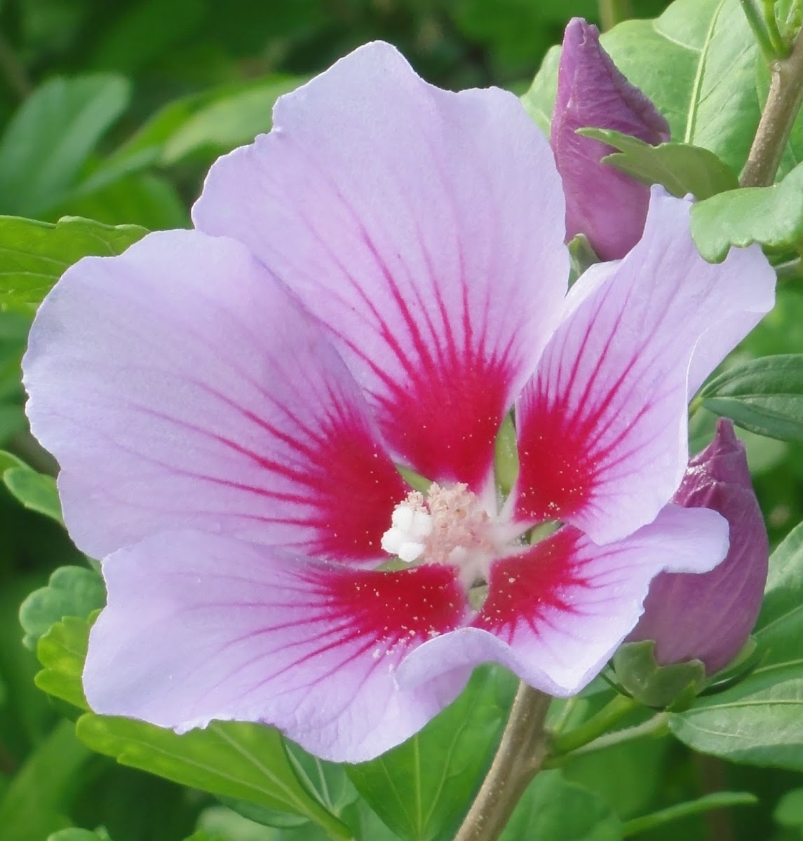 Rose of Sharon