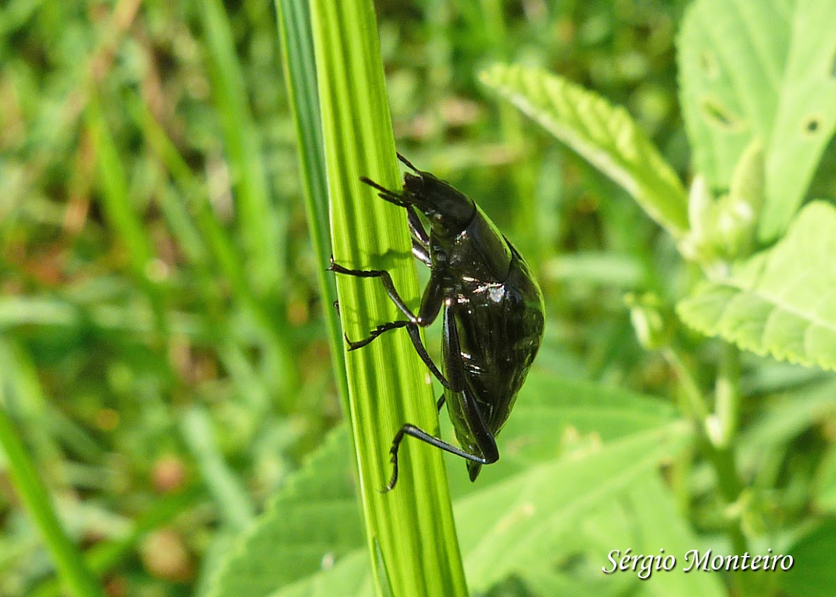 Tenebrid beetle