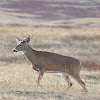 White-tailed deer (buck)
