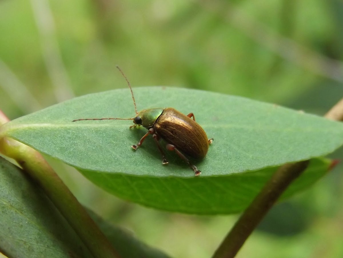 Green headed leaf beetle