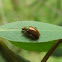 Green headed leaf beetle