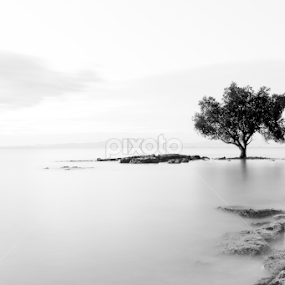 Alone Tree by Jnr Lavigne - Black & White Landscapes