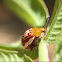 Sumac Beetle