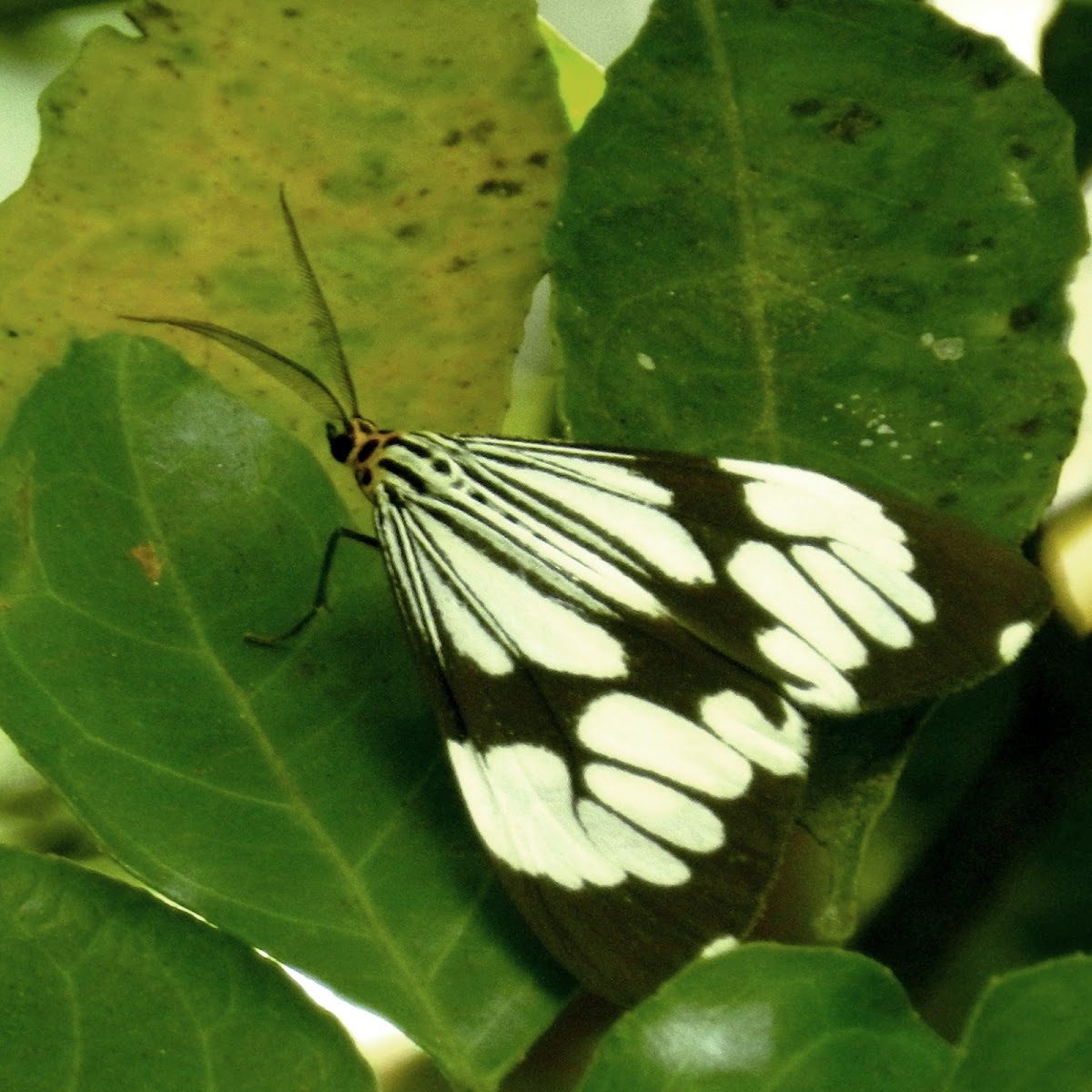 White Marbled Moth