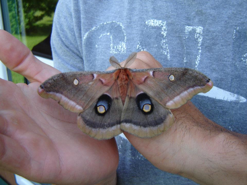 Polyphemus moth.