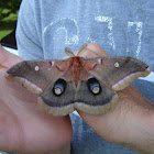 Polyphemus moth.