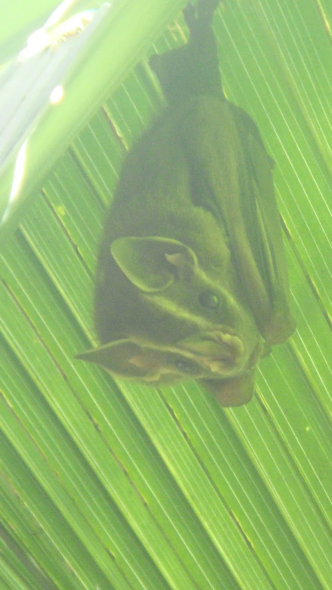 Striped Yellow-eared Bat