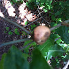Oak apple gall