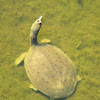 midland smooth softshell turtle